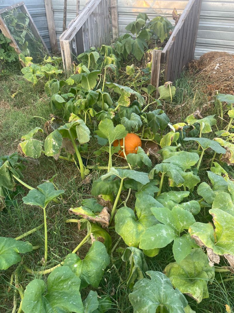 Save the Seeds for Next Year's Pumpkin Patch
