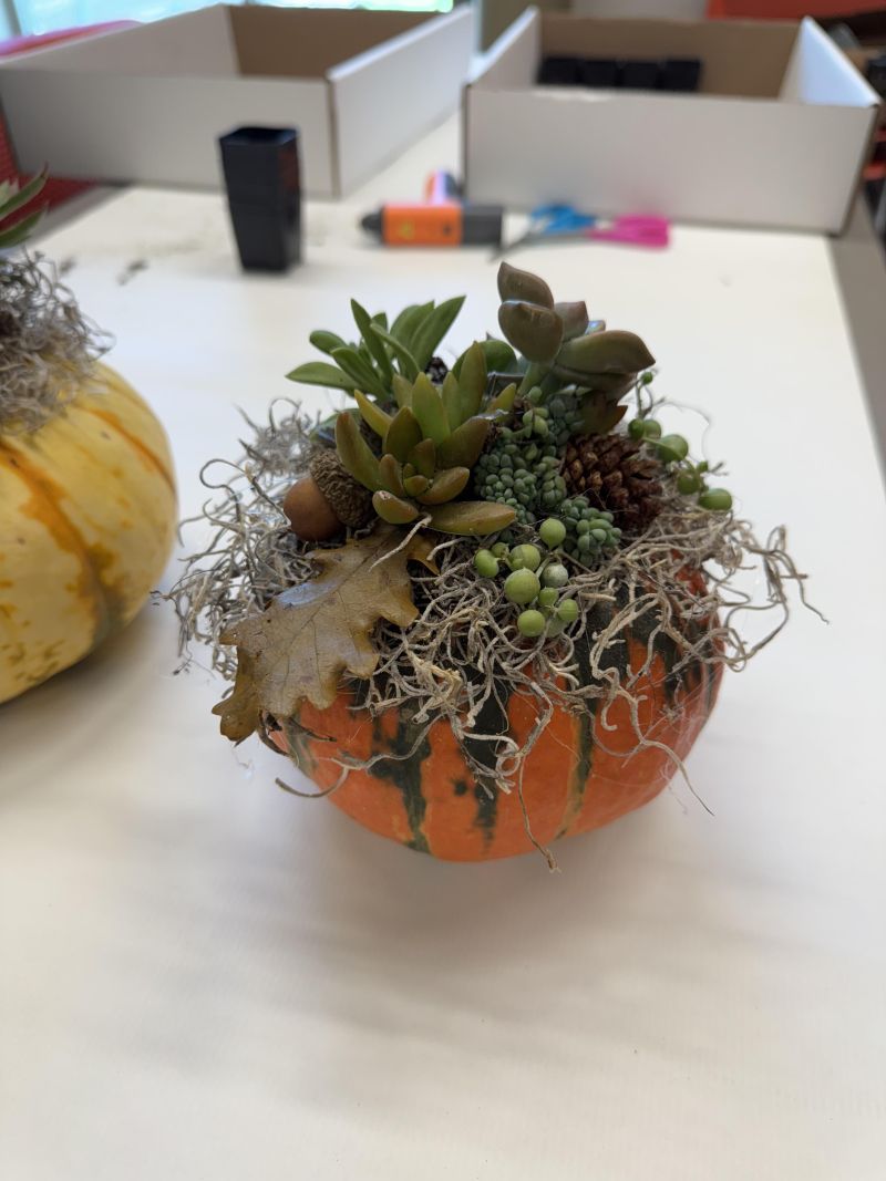 Simple pumpkin succulents