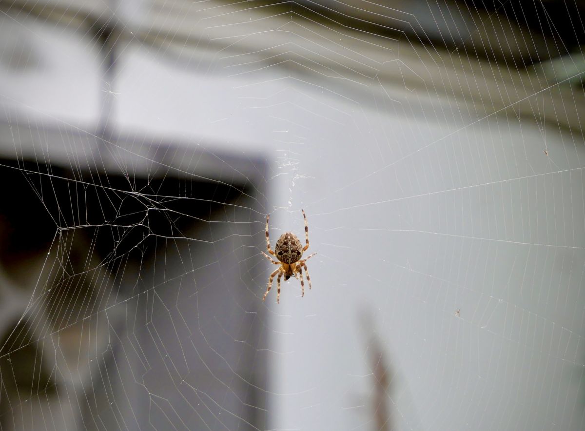 Spider on the window