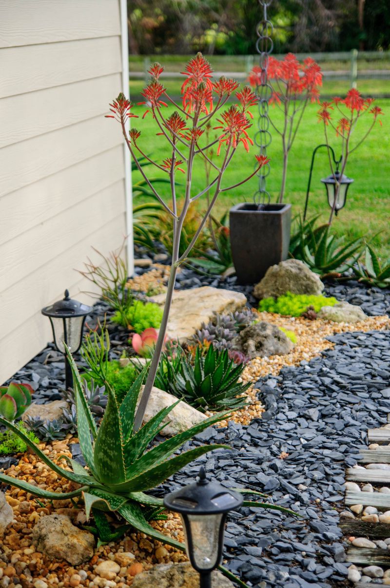 The Aloe Blooms Became the Garden's Main Color