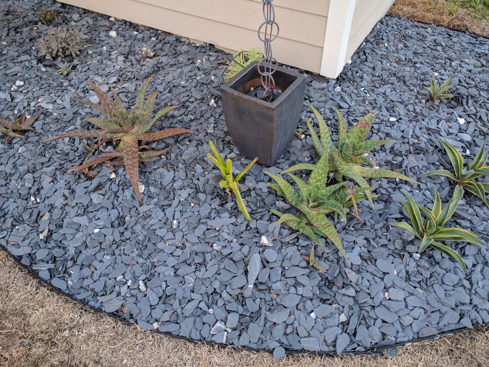 The First Succulents Had More Space Than Foliage