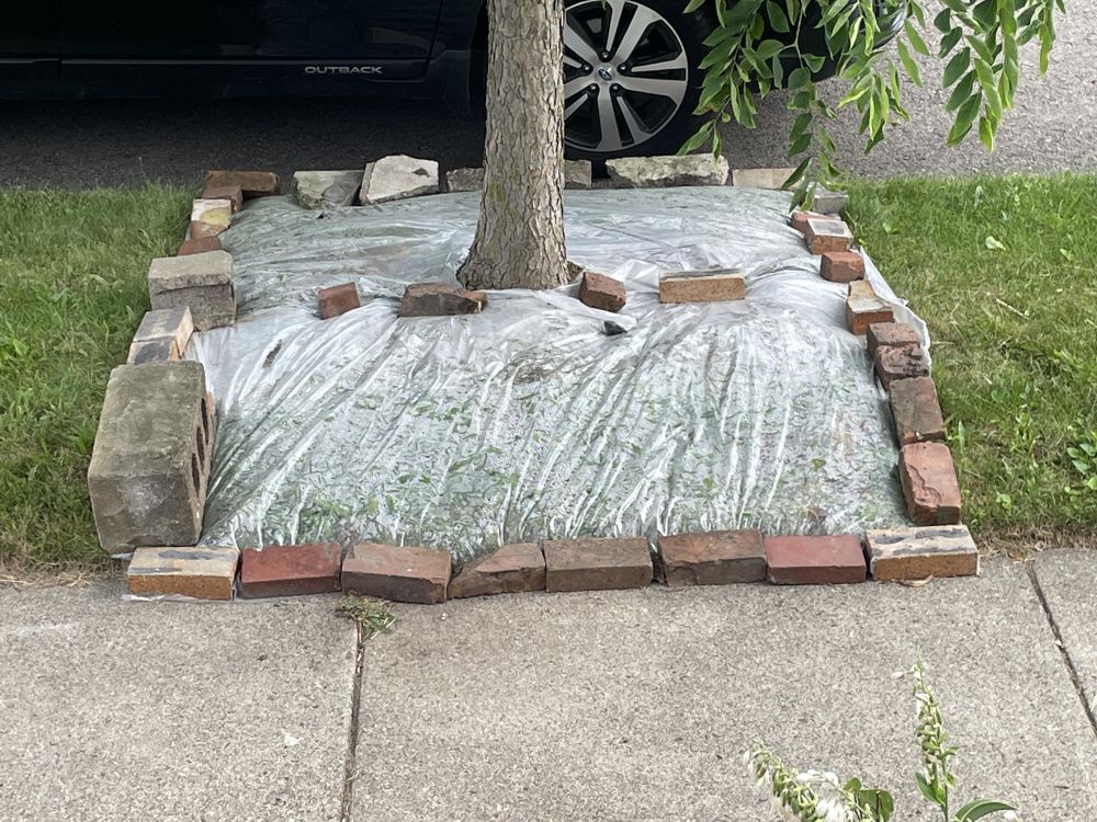 The Heat That Kills Weeds Can Damage Tree Roots