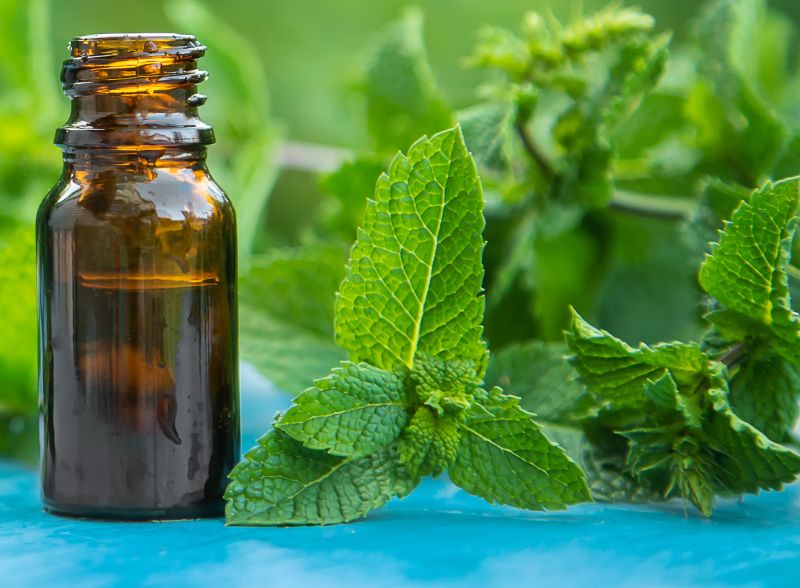 The Peppermint Recipe Is a Deterrent Claim, Not a Proven Fix