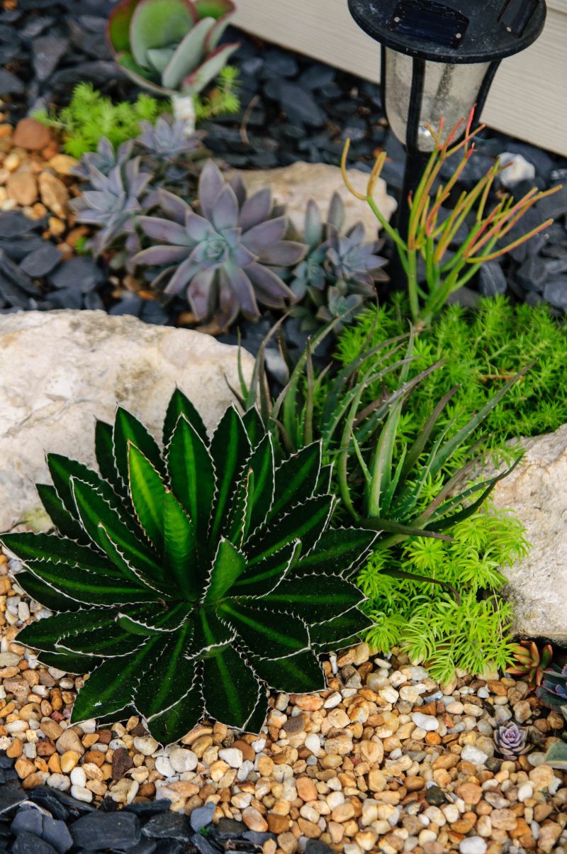 The Succulent Bed Developed Several Layers