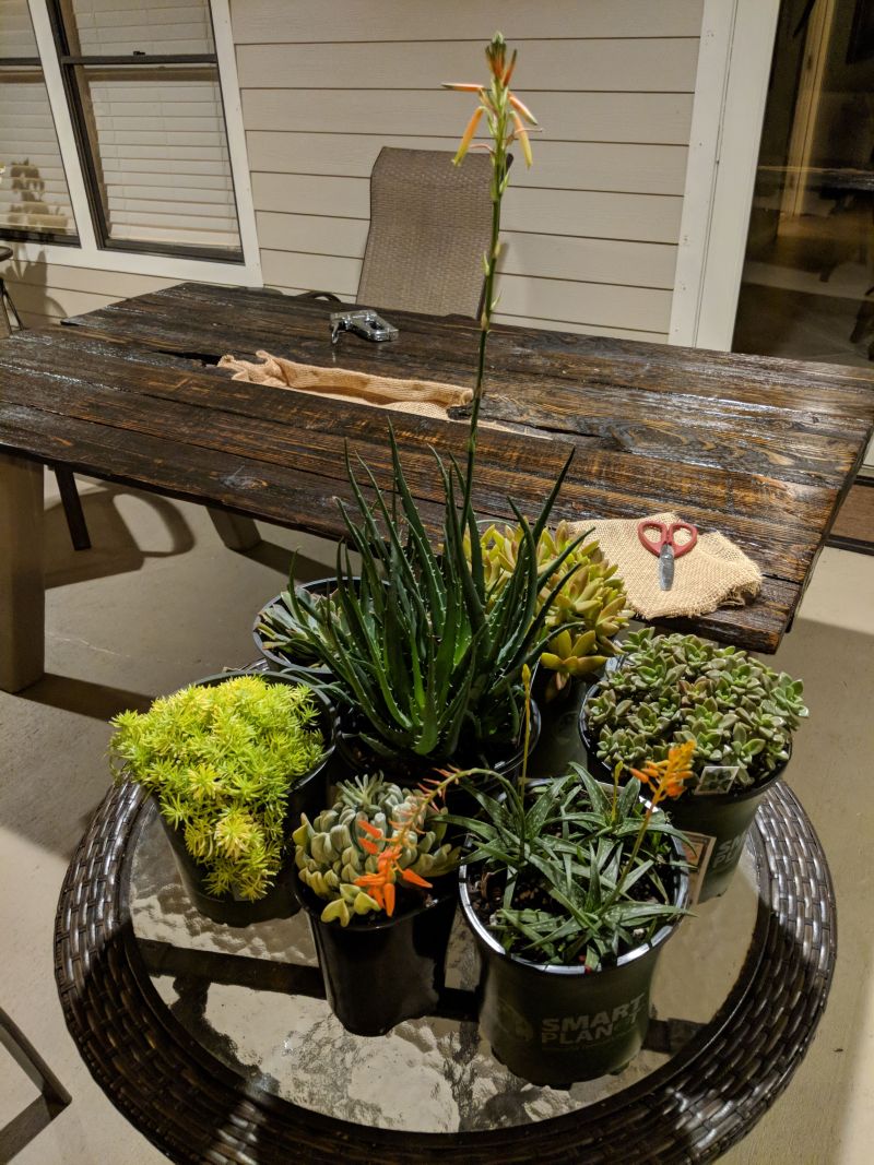 The first arrangement placed a tall aloe-like succulent