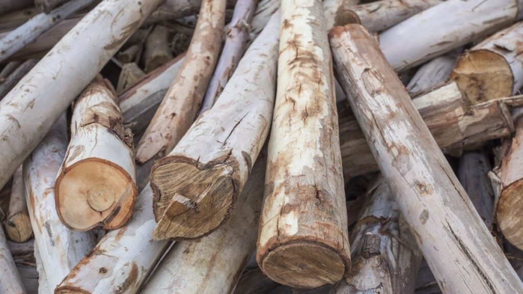 These Logs Were Meant for the Fireplace, but She Found Another Use for ...