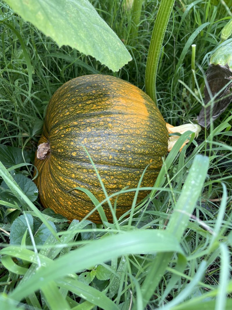 composted pumpkins last year