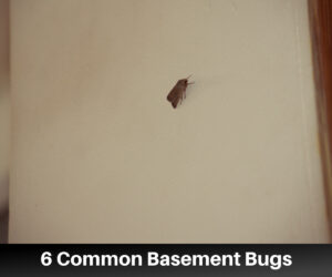 The Most Common Basement Bugs