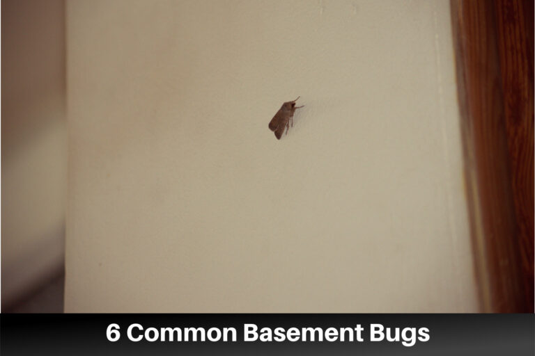 Basement Ticks The Most Common Basement Bugs