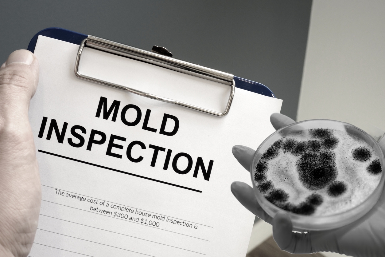 Post Mold Remediation Cleaning