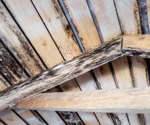 Yes, You Can Kill Mold on Wood —But It Might Be a Challenge